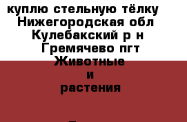 куплю стельную тёлку  - Нижегородская обл., Кулебакский р-н, Гремячево пгт Животные и растения » Другие животные   . Нижегородская обл.